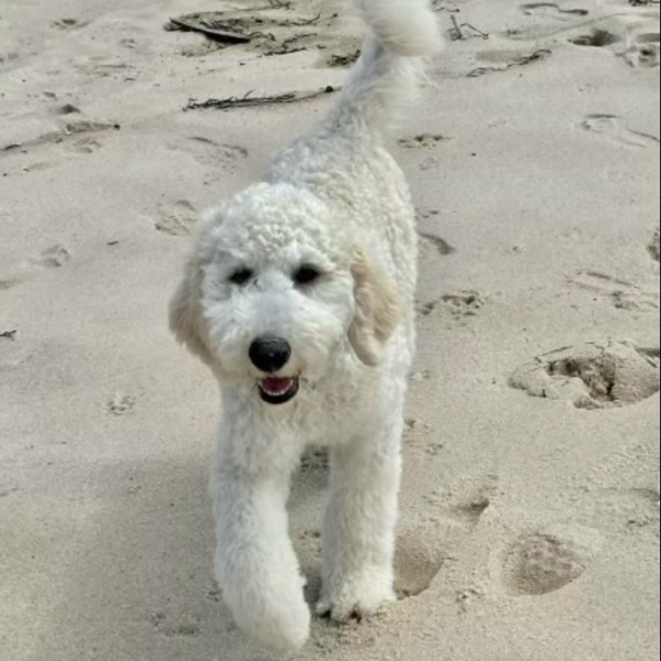 Roise, a 1 yr old english golden doodle walking on a beach. She's available for adoption at Gimme Shelter Animal Rescue in Sagaponack, NY